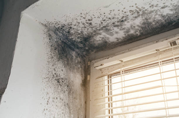 Affordable Mold Remediation solutions in Marion, KY
